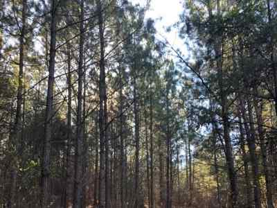 Advance Land and Timber Land for sale property_imgs/813~0.jpg