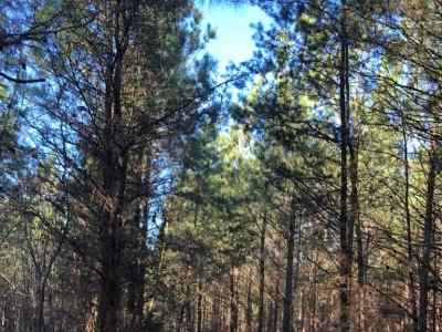 Advance Land and Timber Land for sale property_imgs/814~0.jpg