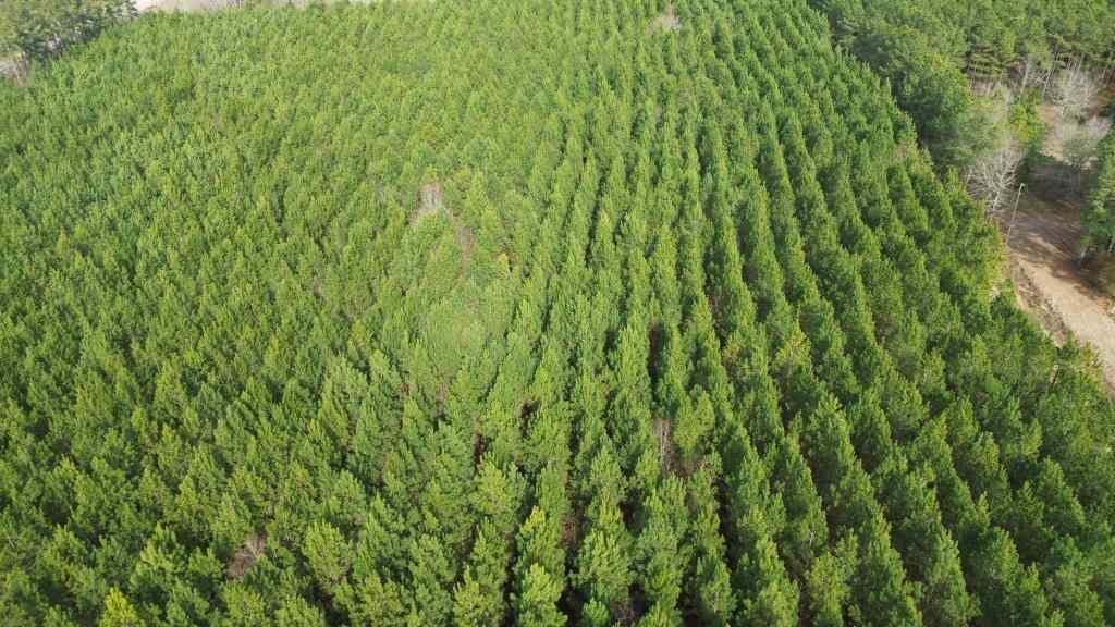 Abbeville County South Carolina Land for Sale