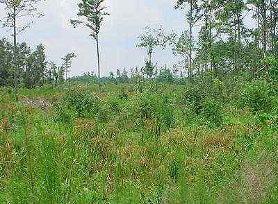 Advance Land and Timber Land for sale property_imgs/822_4.jpg