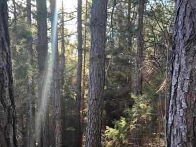 Advance Land and Timber Land for sale property_imgs/88~0.jpg