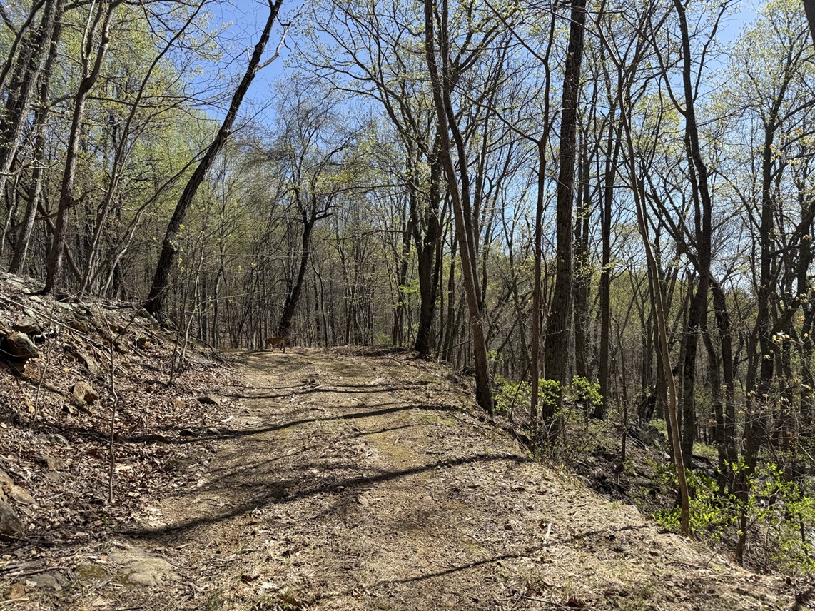 Advance Land and Timber Land for sale property_imgs/8a20a8621978632d76c43dfd28b67767_2251.jpeg