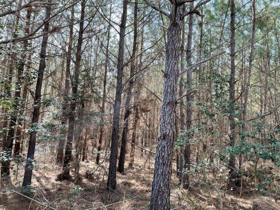 Advance Land and Timber Land for sale property_imgs/8~105.jpg