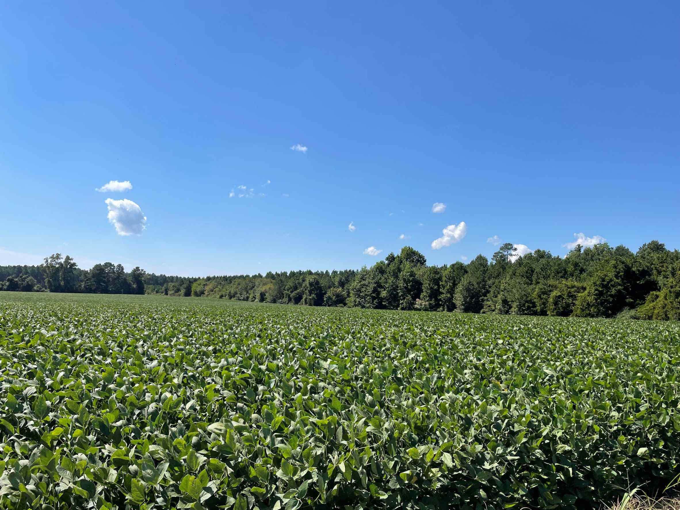 Advance Land and Timber Land for sale property_imgs/8~124.jpg