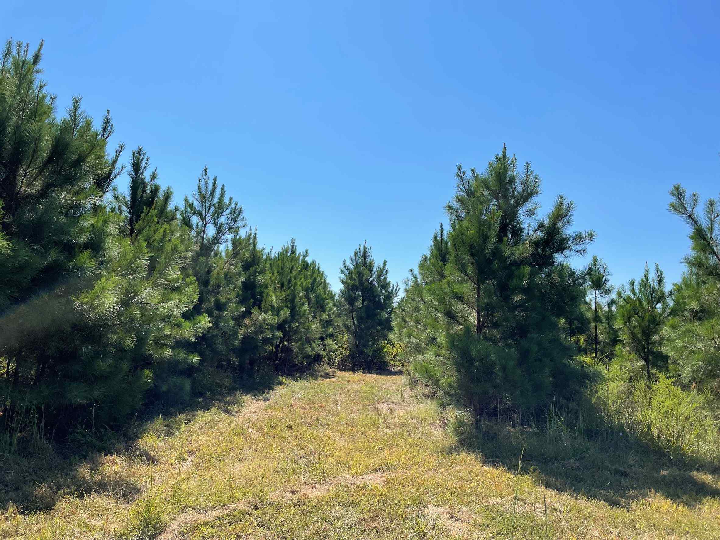 Advance Land and Timber Land for sale property_imgs/8~125.jpg