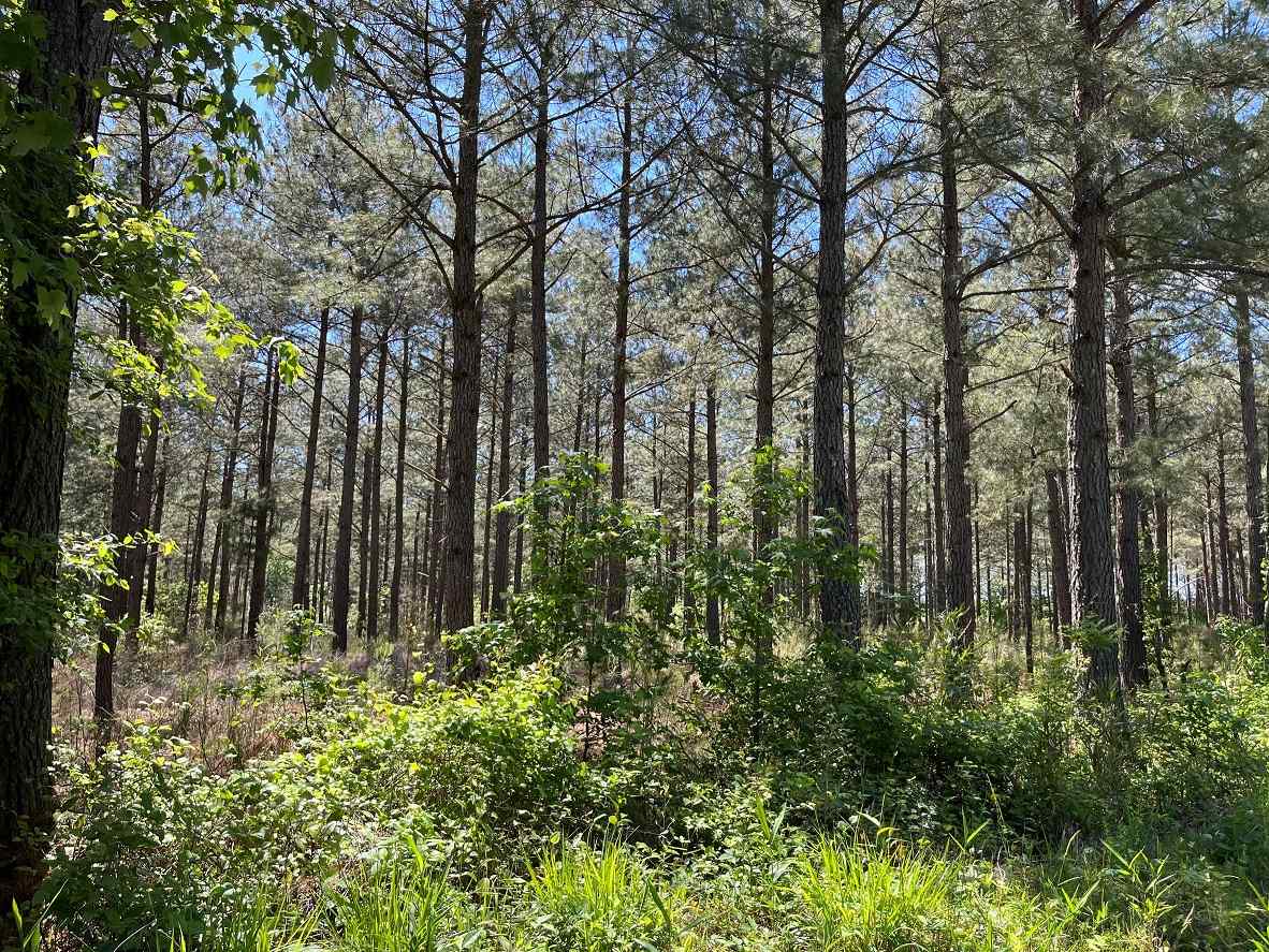 Advance Land and Timber Land for sale property_imgs/8~164.jpg