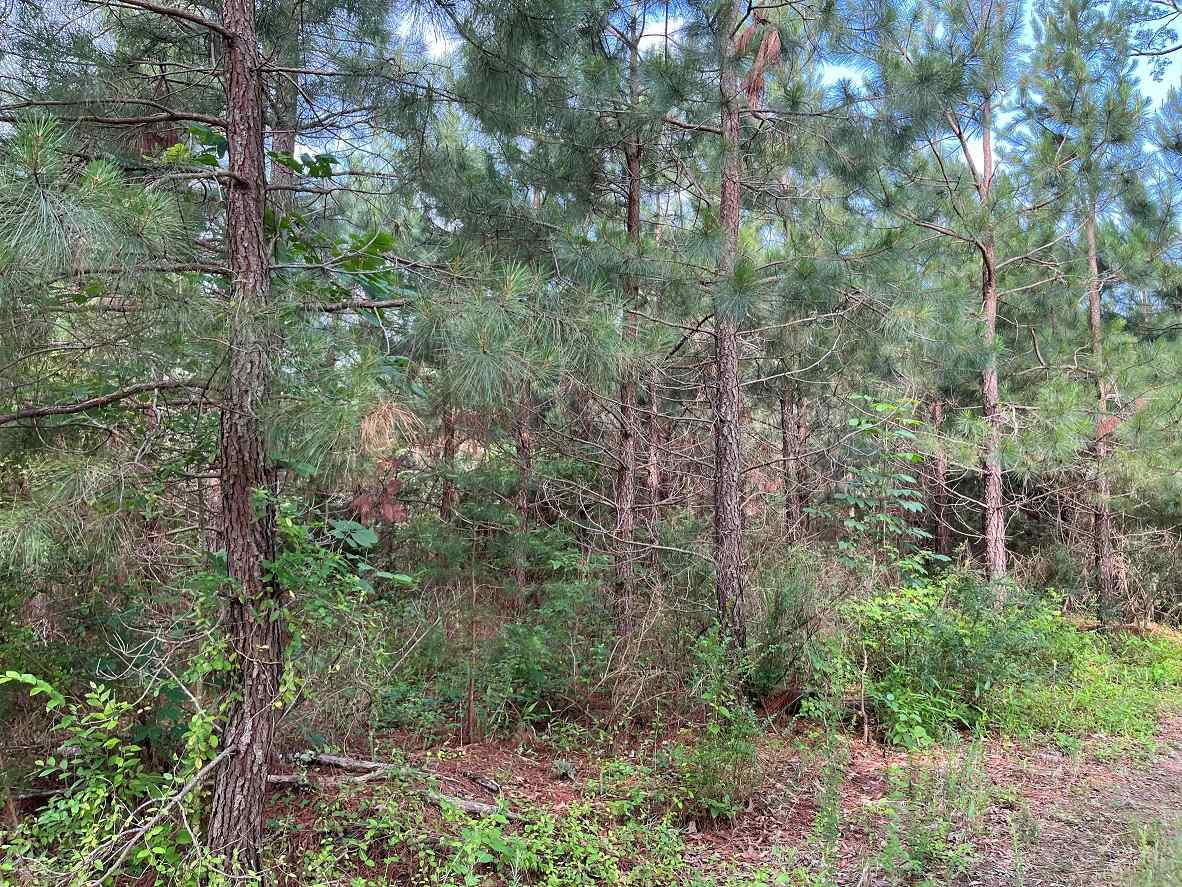 Advance Land and Timber Land for sale property_imgs/8~184.jpg