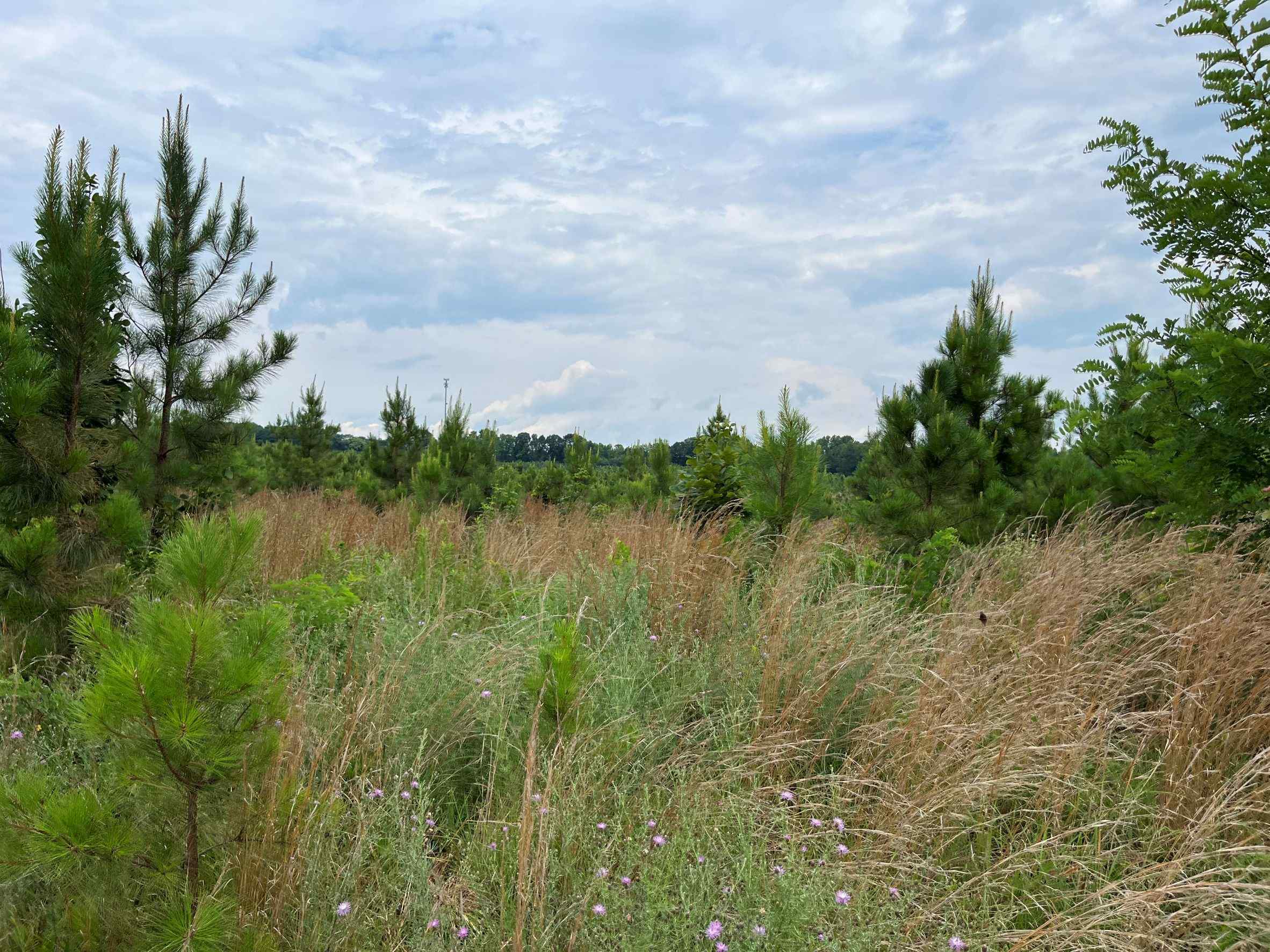 Advance Land and Timber Land for sale property_imgs/8~189.jpg