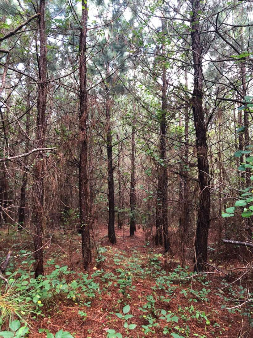 Land for sale in Sussex County, VA