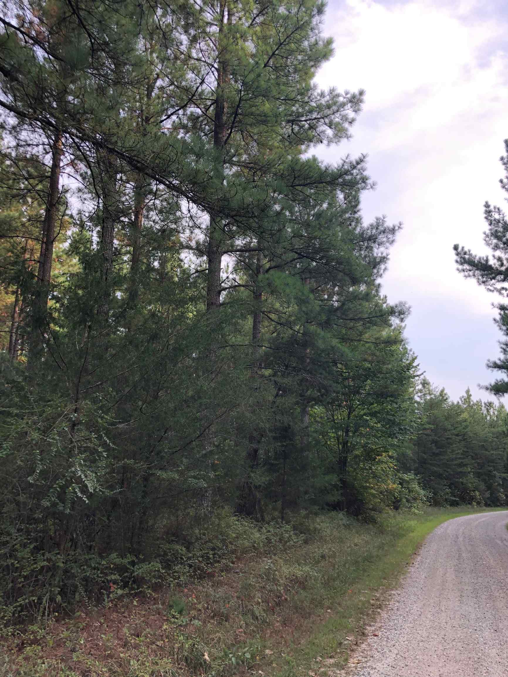 Advance Land and Timber Land for sale property_imgs/8~42.jpg