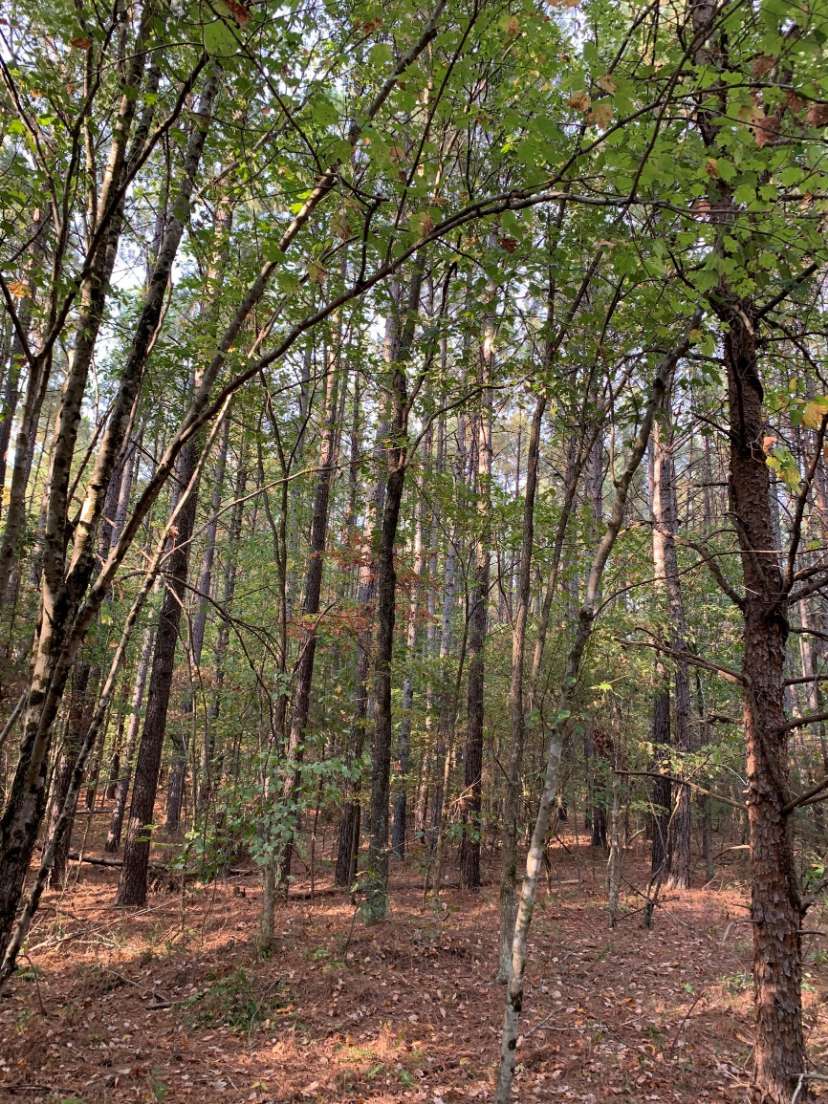Advance Land and Timber Land for sale property_imgs/8~44.jpg