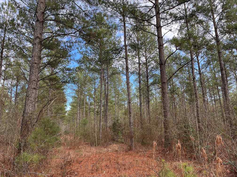 Advance Land and Timber Land for sale property_imgs/90415f9b8d0fe2da891b58a2dab18f8d.jpg