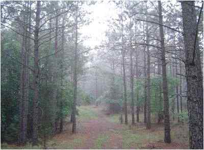 Advance Land and Timber Land for sale property_imgs/94_3.jpg