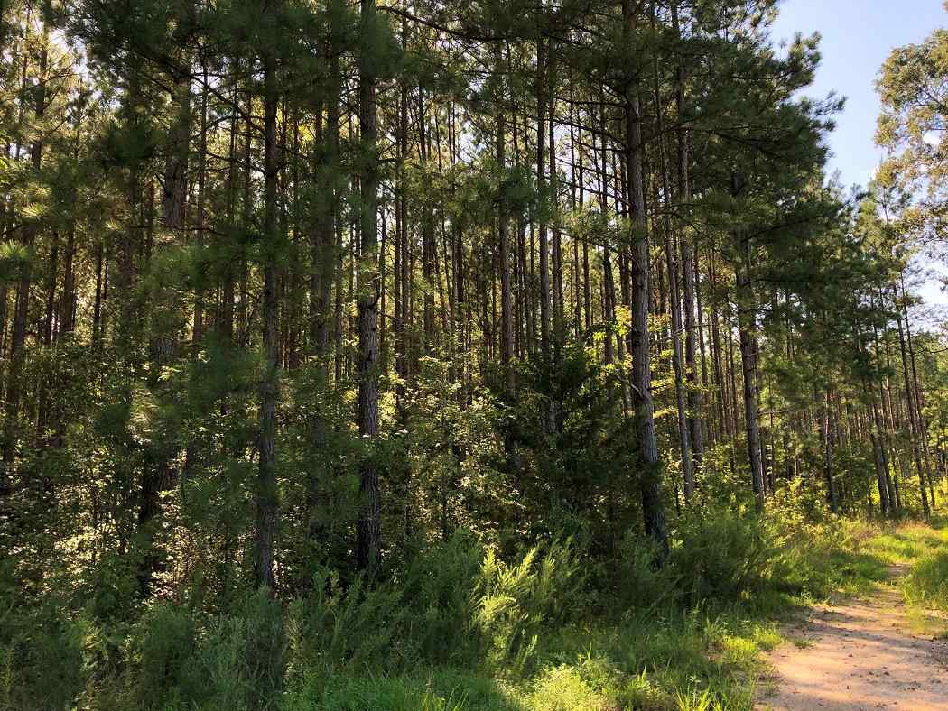 Advance Land and Timber Land for sale property_imgs/976abf49974d4686f87192efa0513ae0_1853.jpg