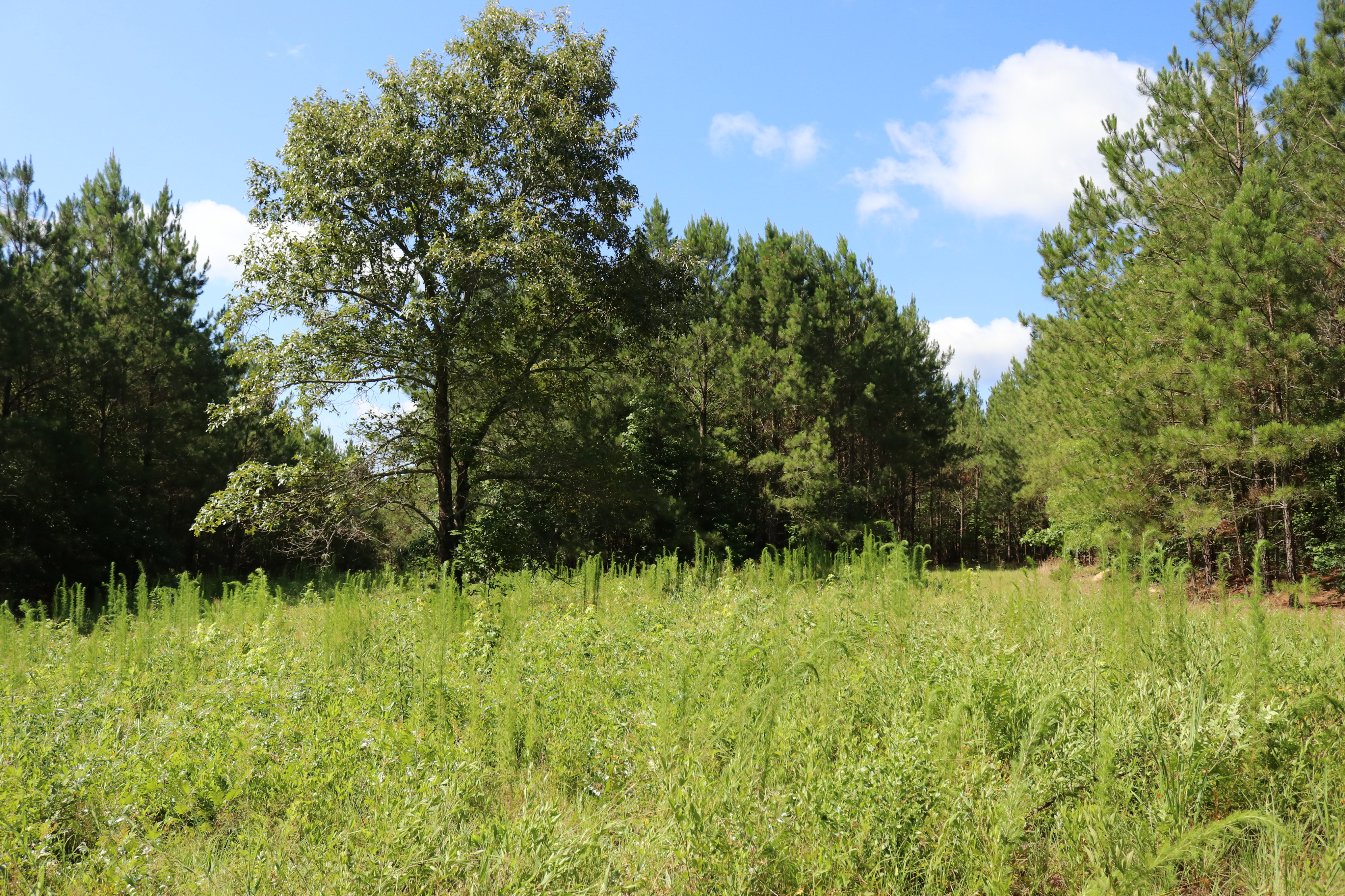 Saluda County South Carolina Land for Sale