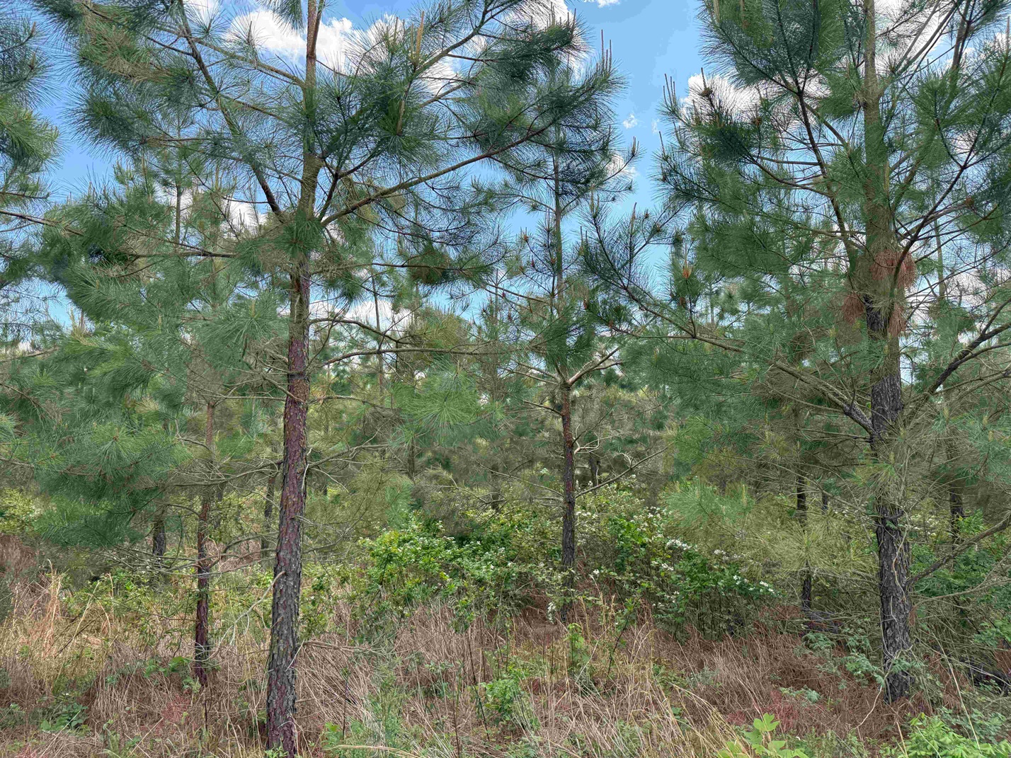 Advance Land and Timber Land for sale property_imgs/9d4c03631b8b0c85ae08bf05eda37d0f_2308.jpg
