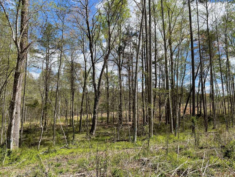 Advance Land and Timber Land for sale property_imgs/9~104.jpg