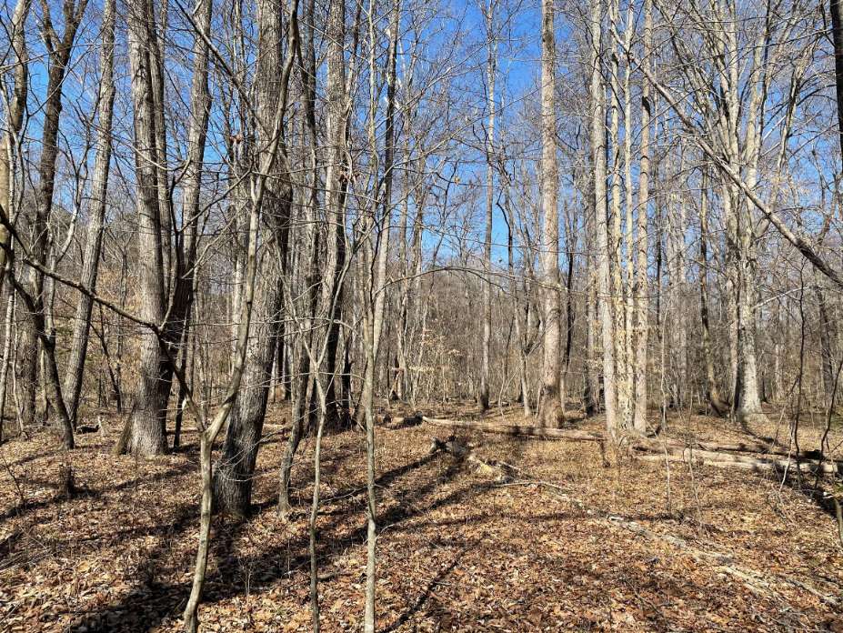 Advance Land and Timber Land for sale property_imgs/9~105.jpg