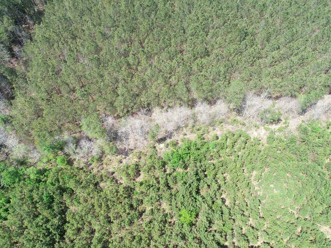 Advance Land and Timber Land for sale property_imgs/9~109.jpg