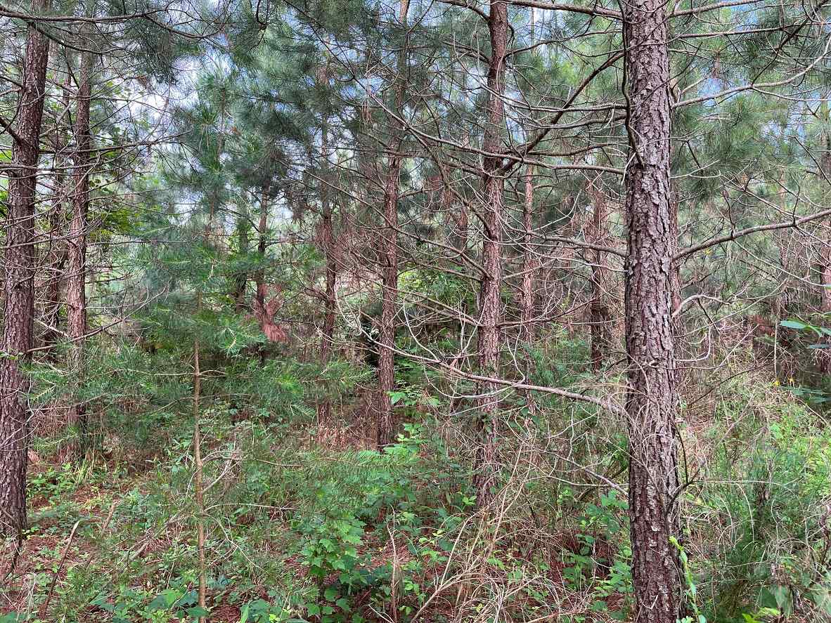 Advance Land and Timber Land for sale property_imgs/9~165.jpg