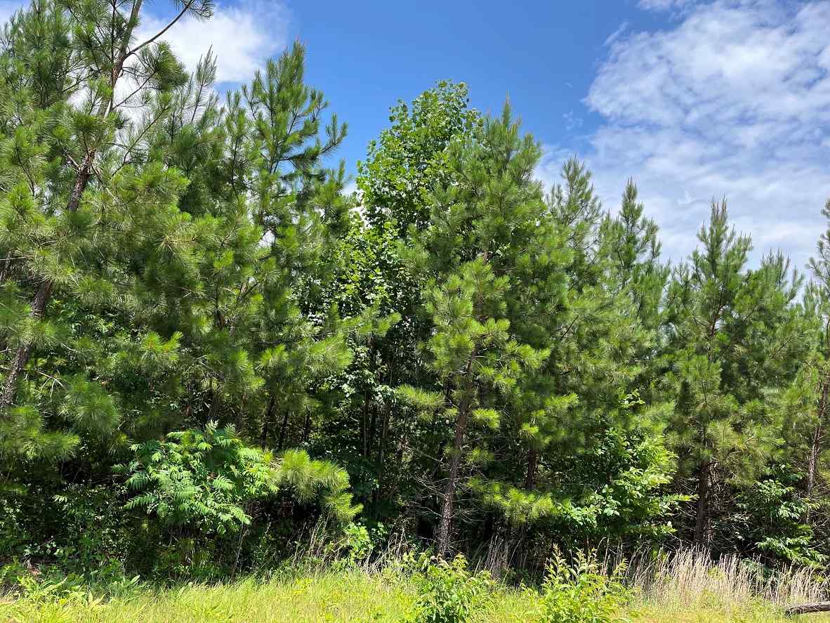 Advance Land and Timber Land for sale property_imgs/9~169.jpg