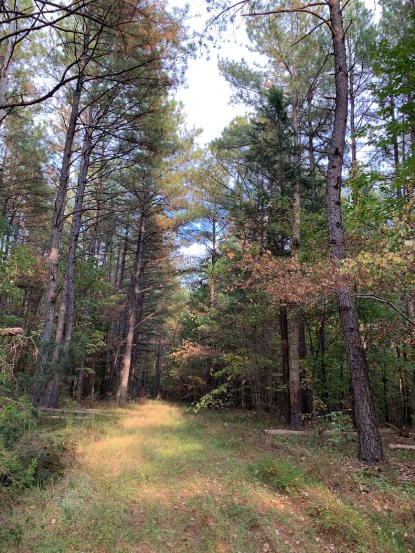 Advance Land and Timber Land for sale property_imgs/9~43.jpg