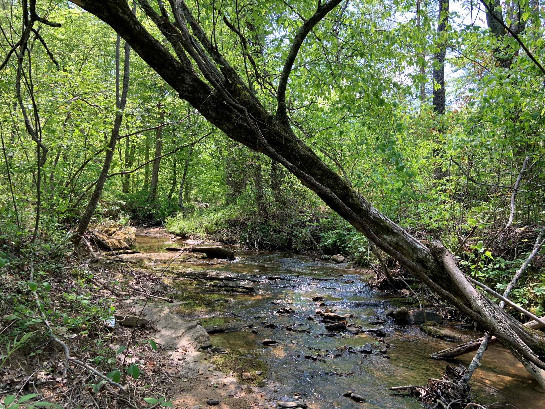 Advance Land and Timber Land for sale property_imgs/9~70.jpg