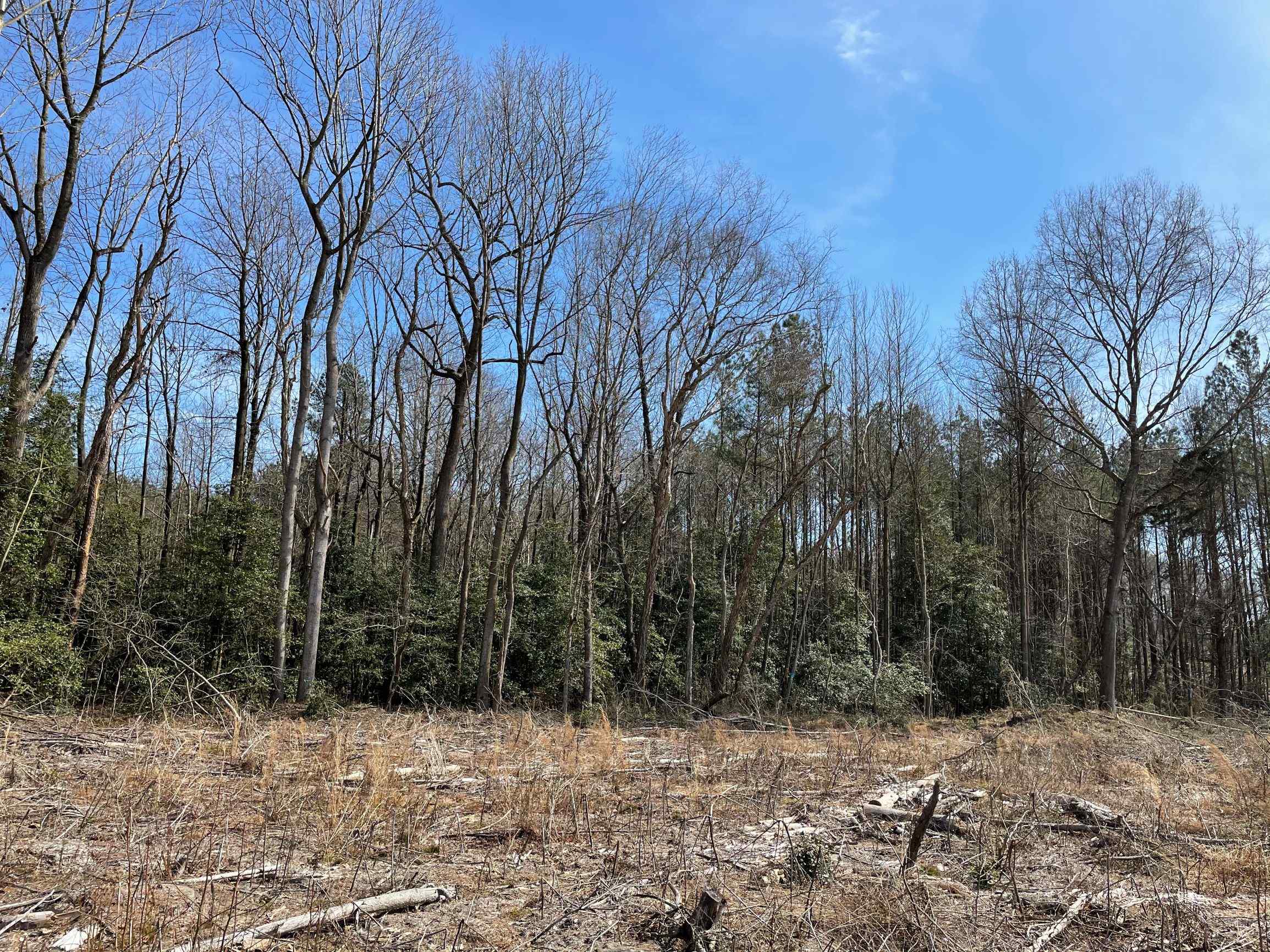 Advance Land and Timber Land for sale property_imgs/9~99.jpg