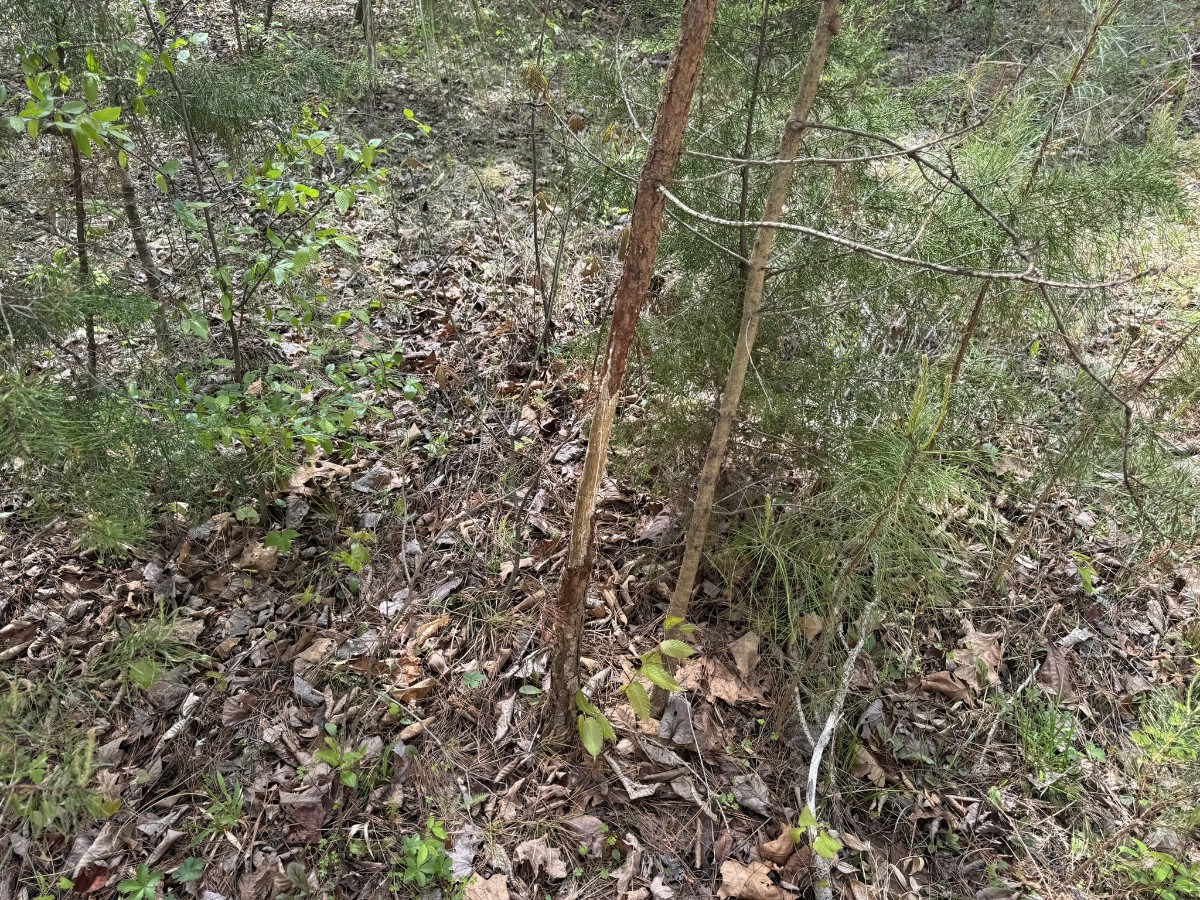 Advance Land and Timber Land for sale property_imgs/a08e32d2f9a8b78894d964ec7fd4172e_2258.jpg