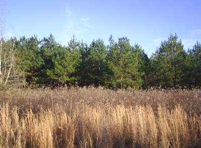Advance Land and Timber Land for sale property_imgs/a14_2.jpg