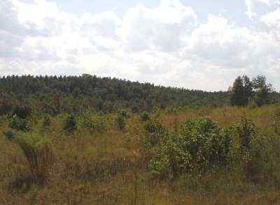 Advance Land and Timber Land for sale property_imgs/a154_5.jpg