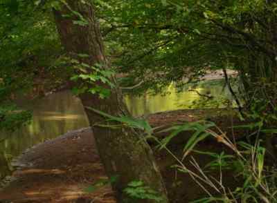 Abbeville County South Carolina Land for Sale