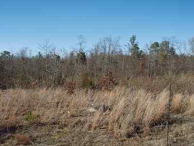 Advance Land and Timber Land for sale property_imgs/a363_4.jpg