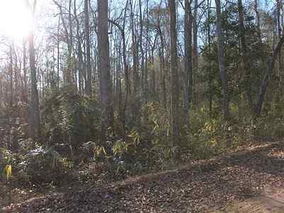Orangeburg County South Carolina Land for Sale