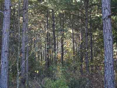 Advance Land and Timber Land for sale property_imgs/a61_6.jpg