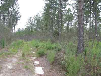 Advance Land and Timber Land for sale property_imgs/a699_11.jpg