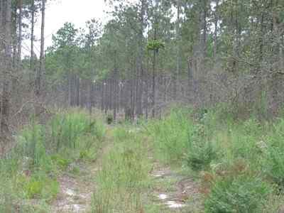 Advance Land and Timber Land for sale property_imgs/a699_12.jpg