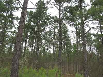 Advance Land and Timber Land for sale property_imgs/a699_16.jpg