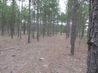 Advance Land and Timber Land for sale property_imgs/a699_26.jpg