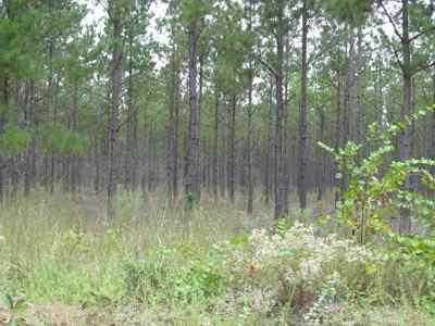 Advance Land and Timber Land for sale property_imgs/a699_29.jpg