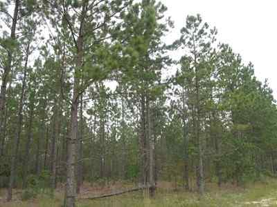 Advance Land and Timber Land for sale property_imgs/a699_42.jpg