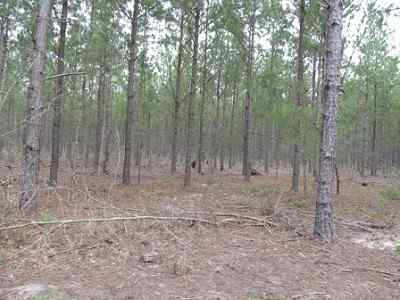 Advance Land and Timber Land for sale property_imgs/a699_47.jpg