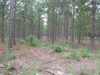 Advance Land and Timber Land for sale property_imgs/a699_48.jpg