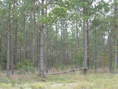 Advance Land and Timber Land for sale property_imgs/a699_4~0.jpg