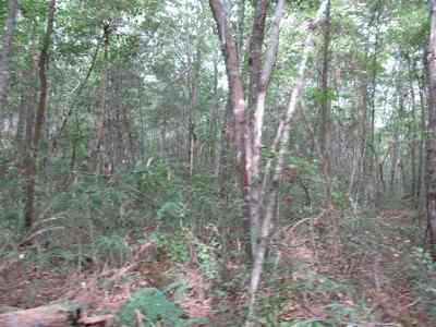 Advance Land and Timber Land for sale property_imgs/a699_52.jpg