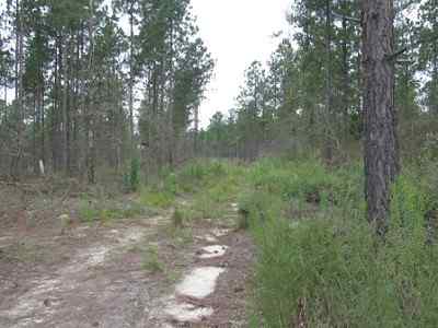 Advance Land and Timber Land for sale property_imgs/a699_9.jpg