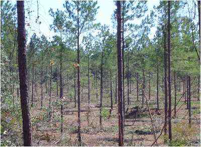 Kershaw County South Carolina Land for Sale