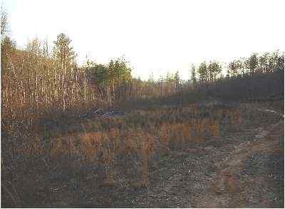 Advance Land and Timber Land for sale property_imgs/a89_4.jpg