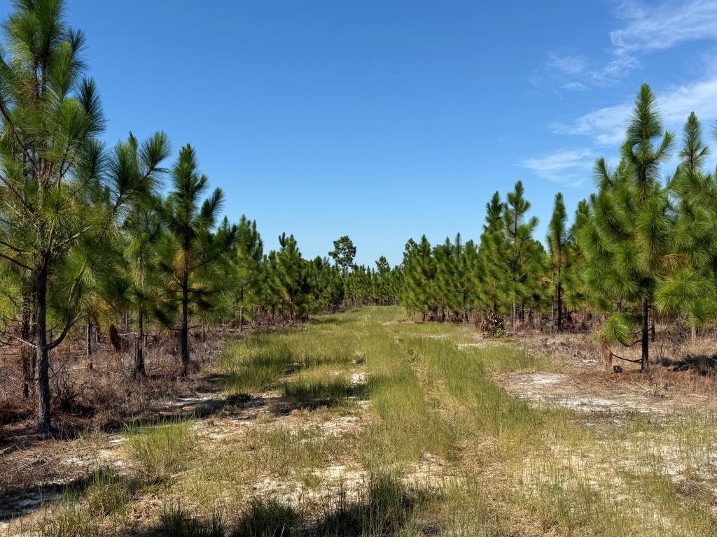 Advance Land and Timber Land for sale property_imgs/aa1b6b26d690368d6f74a35a7daa0916_2332.jpg