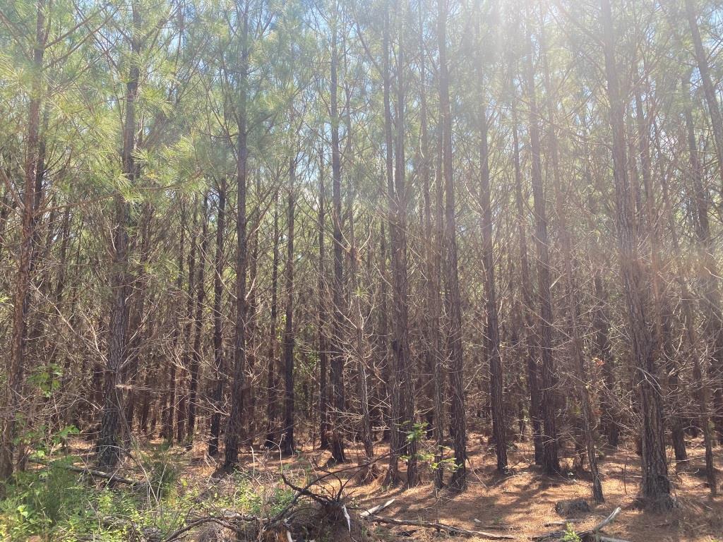 Advance Land and Timber Land for sale property_imgs/abec16f483abb4f1810ca029aadf8446_2026.jpg